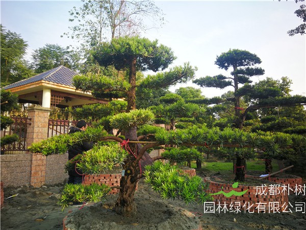 攀枝花市罗汉松20公分价格26000-28000元【苗圃基地直销】低价批发